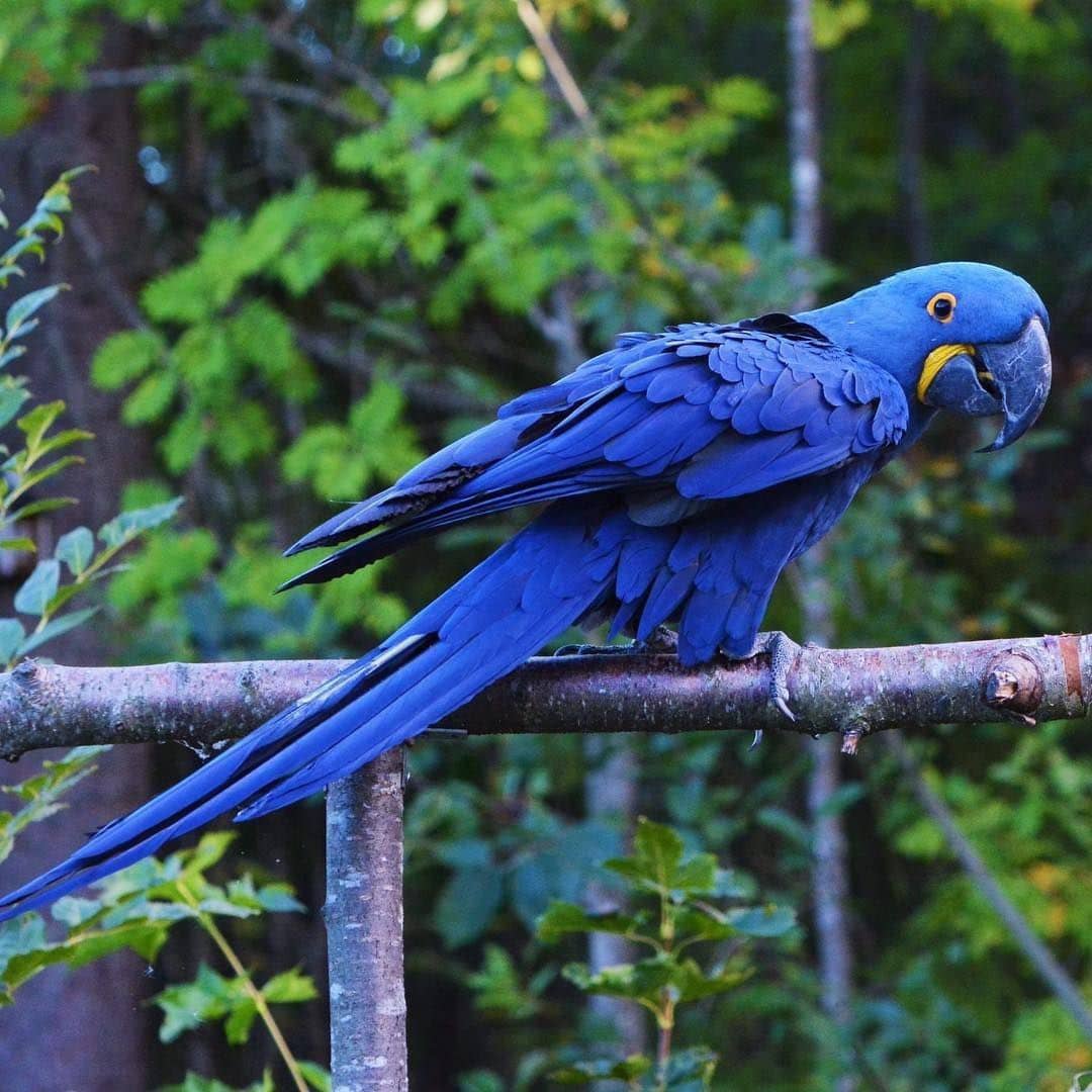 Hyacinth Macaw for sale